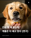 ‘간식 몇 개 줬는지 개들은 다 세고 있다’ - 악플달면 쩌리쩌려버려... 차분한 20대들의 알흠다운 공간 ‘간식 몇 개 줬는지 개들은 다 세고 있다’
