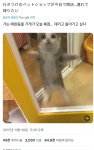 해피캣 밈의 슬픈 진실.twt - 악플달면 쩌리쩌려버려 - ＊여성시대＊ 차분한 20대들의 알흠다운 공간 해피캣 밈의 슬픈 진실.twt