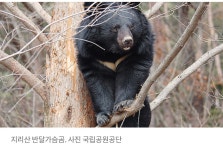 우리나라 곰들은? 🐻👉 갇혀서 산다 - 악플달면 쩌리쩌려버려 - ＊여성시대＊ 차분한 20대들의 알흠다운 공간 우리나라 곰들은? 🐻👉 갇혀서 산다