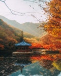 이번 주가 절정이라는 전북 정읍 내장산 단풍 - 악플달면 쩌리쩌려버려... 20대들의 알흠다운 공간 이번 주가 절정이라는 전북 정읍 내장산 단풍