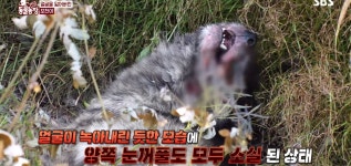동물농장 염산테러 당했던 강쥐 포천이 최근 근황 : 입양! .jpg... 알흠다운 공간 동물농장 염산테러 당했던 강쥐 포천이 최근 근황 : 입양! .jpg