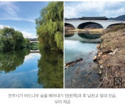 ‘버드나무 대량 학살사건’ 전주천 현장 가보니… - 악플달면 쩌리쩌려버려 - ＊여성시대＊ 차분한 20대들의 알흠다운 공간 ‘버드나무 대량... 