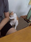 집사야. 내찹쌀 . 찹쌀똑 찡겼어양 . - 막이슈 - 쭉빵카페 집사야. 내찹쌀 . 찹쌀똑 찡겼어양 .