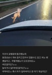 회기동 하나동물병원에서 실종됐던 랑랑이 로드킬로 세상떠났습니다.... 공간 회기동 하나동물병원에서 실종됐던 랑랑이 로드킬로 세상떠났습니다.