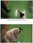 늑대와 댕댕이의 차이점.jpg - 악플달면 쩌리쩌려버려 - ＊여성시대＊ 차분한 20대들의 알흠다운 공간 늑대와 댕댕이의 차이점.jpg