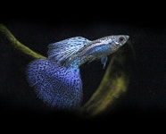 다들 구피에 대해 어디까지 알고 있어? 열대어의 시작과 끝, 구피🐠 - 콧멍에트💛잇게짤털... 다들 구피에 대해 어디까지 알고 있어? 열대어의... 