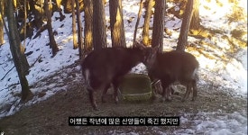작년 강원도 1m 폭설로 많이 죽은 산양 근황 - 악플달면 쩌리쩌려버려... 20대들의 알흠다운 공간 작년 강원도 1m 폭설로 많이 죽은 산양 근황