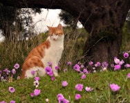 고양이와 꽃 - 악플달면 쩌리쩌려버려 - ＊여성시대＊ 차분한 20대들의 알흠다운 공간 고양이와 꽃