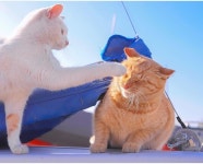 쇼핑몰 후기 레전드 - 악플달면 쩌리쩌려버려 - ＊여성시대＊ 차분한 20대들의 알흠다운 공간 쇼핑몰 후기 레전드