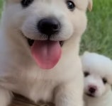 카메라보고 웃는 시고르자브종.gif - 악플달면 쩌리쩌려버려 - ＊여성시대＊ 차분한 20대들의 알흠다운 공간 카메라보고 웃는 시고르자브종.gif