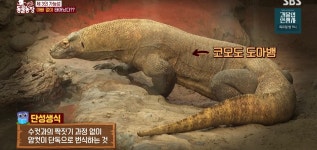 학계에 보고될 초희귀 사례급 반전인 오늘자 동물농장.jpg - 악플달면 쩌리쩌려버려 - ＊여성시대＊ 차분한 20대들의 알흠다운 공간 학계에... 
