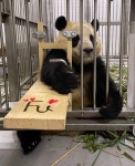 🐼 꼬마 판다에게는 너무나 높은 엄마의 채혈대 🐼 - 악플달면 쩌리쩌려버려 - ＊여성시대＊ 차분한 20대들의 알흠다운 공간 🐼 꼬마... 