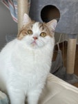 우리고양이 변천사 보구 가,, - 악플달면 쩌리쩌려버려 - ＊여성시대＊ 차분한 20대들의 알흠다운 공간 우리고양이 변천사 보구 가,,