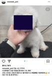 실시간 모나미펫샵 인스타 수정 - 인스티즈(instiz) 이슈 카테고리 실시간 모나미펫샵 인스타 수정