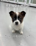 인생 2회차처럼 생겼다고 이슈중인 상주보호소 강아지.twt - 악플달면... 공간 인생 2회차처럼 생겼다고 이슈중인 상주보호소 강아지.twt