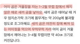 와 곰들 겨울잠 자는 거 부러웠는데 갑자기 안 부러워짐 - [이슈] 목욕탕 정보통 - 우리 동네 목욕탕 와 곰들 겨울잠 자는 거 부러웠는데 갑자기 안... 