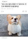 어디 갔다 왔어, 멍멍ㅠㅠ강아지도 주인과 재회하면 눈물 흘려요 - 악플달면 쩌리쩌려버려 - ＊여성시대＊ 차분한 20대들의 알흠다운 공간 