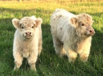 댕댕이같은 하이랜드 아기소들🐮 - 악플달면 쩌리쩌려버려 - ＊여성시대＊ 차분한 20대들의 알흠다운 공간 댕댕이같은 하이랜드 아기소들🐮