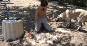 2시간동안 목장 경비견들 빗질해주는 영상 - 악플달면 쩌리쩌려버려... 차분한 20대들의 알흠다운 공간 2시간동안 목장 경비견들 빗질해주는 영상