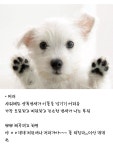 강아지 부위별 냄새 특징(주관적 주의) - 인스티즈(instiz) 이슈 카테고리 강아지 부위별 냄새 특징(주관적 주의)