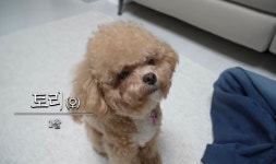 시각장애인 유튜버와 함께하는 천재견 토리 - 악플달면 쩌리쩌려버려... 20대들의 알흠다운 공간 시각장애인 유튜버와 함께하는 천재견 토리