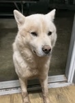 주인 몰래 친구 데려온 강아지 - 악플달면 쩌리쩌려버려 - ＊여성시대＊ 차분한 20대들의 알흠다운 공간 주인 몰래 친구 데려온 강아지
