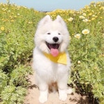 강아지 웃는 짤 모음 - 악플달면 쩌리쩌려버려 - ＊여성시대＊ 차분한 20대들의 알흠다운 공간 강아지 웃는 짤 모음