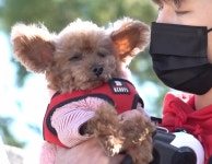 더쿠 - 너무 귀여운 배우 이학주 반려견 모카.gif