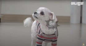 견공계의 isfj 동이 - 악플달면 쩌리쩌려버려 - ＊여성시대＊ 차분한 20대들의 알흠다운 공간 견공계의 isfj 동이