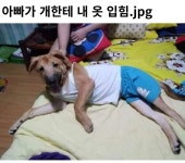 아빠가 개한테 내 옷 입힘 🐕 - 악플달면 쩌리쩌려버려 - ＊여성시대＊ 차분한 20대들의 알흠다운 공간 아빠가 개한테 내 옷 입힘 🐕