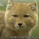 티벳여우 반전...jpg - 악플달면 쩌리쩌려버려 - ＊여성시대＊ 차분한 20대들의 알흠다운 공간 티벳여우 반전...jpg