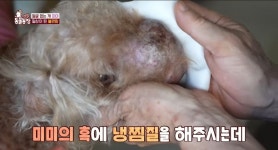 [동물농장] 얼굴 전체가 혹으로 덮인 강아지 미미 - 악플달면... 차분한 20대들의 알흠다운 공간 [동물농장] 얼굴 전체가 혹으로 덮인 강아지 미미