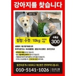 회기동 하나동물병원에서 실종됐던 랑랑이 로드킬로 세상떠났습니다.... 공간 회기동 하나동물병원에서 실종됐던 랑랑이 로드킬로 세상떠났습니다.