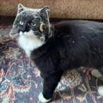 구석탱이 청소해준 고양이 - 악플달면 쩌리쩌려버려 - ＊여성시대＊ 차분한 20대들의 알흠다운 공간 구석탱이 청소해준 고양이