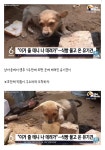 보호단체 직원들 보고 아끼던 식빵을 물고 온 유기견 - 악플달면 쩌리쩌려버려 - ＊여성시대＊ 차분한 20대들의 알흠다운 공간 보호단체 직원들... 