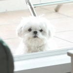 꽃분이 - 악플달면 쩌리쩌려버려 - ＊여성시대＊ 차분한 20대들의 알흠다운 공간 꽃분이