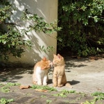 정말 너무 귀여운 캣홀릭대 고양이들 🐈 - 인스티즈(instiz) 이슈 카테고리 정말 너무 귀여운 캣홀릭대 고양이들 🐈