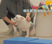 설채현X가비의 다이어트하개에 출연한 뚱댕이들 - 악플달면... 차분한 20대들의 알흠다운 공간 설채현X가비의 다이어트하개에 출연한 뚱댕이들