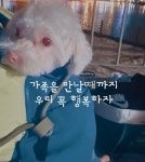 펫샵에 버려진 강아지 - 악플달면 쩌리쩌려버려 - ＊여성시대＊ 차분한 20대들의 알흠다운 공간 펫샵에 버려진 강아지