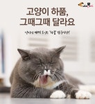 내가 쓰담쓰담해줄때마다 고양이가 하품을 해..그냥 졸려서 그런걸까? - 악플달면 쩌리쩌려버려 - ＊여성시대＊ 차분한 20대들의 알흠다운 공간... 