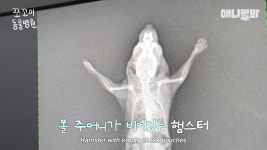 쪼꼬미 동물병원-쪼그마한 햄스터 엑스레이 찍는 방법 - 악플달면 쩌리쩌려버려 - ＊여성시대＊ 차분한 20대들의 알흠다운 공간 쪼꼬미 동물병원... 