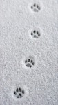 눈 고양이 발자국.jpg - 악플달면 쩌리쩌려버려 - ＊여성시대＊ 차분한 20대들의 알흠다운 공간 눈 고양이 발자국.jpg