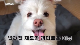 본인은 반려견을 키울 자격이 있다고 생각하시나요?.jpg - 악플달면... 알흠다운 공간 본인은 반려견을 키울 자격이 있다고 생각하시나요?.jpg