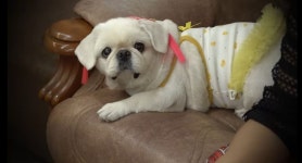 (핫이슈지) 랑데뷰 미용실 해피의 과거(?) - 악플달면 쩌리쩌려버려 - ＊여성시대＊ 차분한 20대들의 알흠다운 공간 (핫이슈지) 랑데뷰 미용실... 