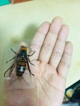 장수말벌 실제크기.jpg - 홍콩할매의 속삭임 - ＊여성시대＊ 차분한 20대들의 알흠다운 공간 장수말벌 실제크기.jpg