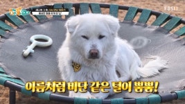 세나개 일촉즉발! 도로 위 위기의 개를 구하라 피부병으로 뒤덮힌 개 비단이 근황(입양자 구하는중) - 악플달면 쩌리쩌려버려 - ＊여성시대... 