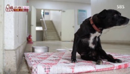 [동물농장] 환경사업소 지킴이 까미의 마음 아픈 사연 - 악플달면 쩌리쩌려버려 - ＊여성시대＊ 차분한 20대들의 알흠다운 공간 [동물농장]... 