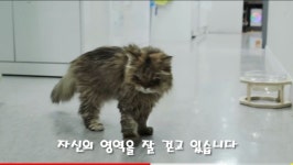 28살 고양이 밍키 근황 - 악플달면 쩌리쩌려버려 - ＊여성시대＊ 차분한 20대들의 알흠다운 공간 28살 고양이 밍키 근황