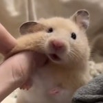 그냥 귀여운 햄스터.inst - 악플달면 쩌리쩌려버려 - ＊여성시대＊ 차분한 20대들의 알흠다운 공간 그냥 귀여운 햄스터.inst