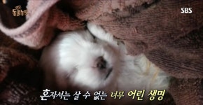 음식물 쓰레기통에서 발견된 강아지 시월이 - 악플달면 쩌리쩌려버려... 차분한 20대들의 알흠다운 공간 음식물 쓰레기통에서 발견된 강아지 시월이